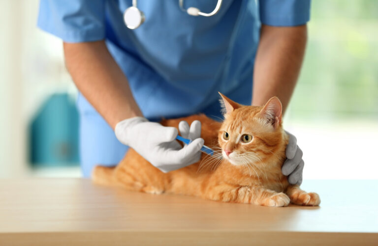 猫が予防接種を受けているところ。